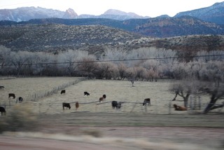 driving to zion - cows