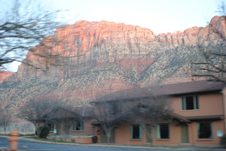 driving to zion - cows