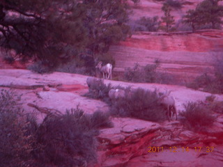 178 7se. Zion National Park - big horn sheep at dusk