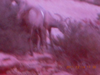 179 7se. Zion National Park - big horn sheep at dusk