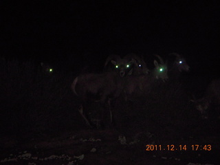 188 7se. Zion National Park - big horned sheep at dusk (flash)