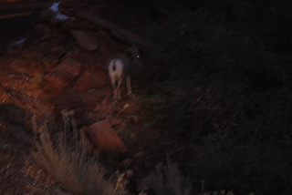 189 7se. Zion National Park - big horned sheep at dusk