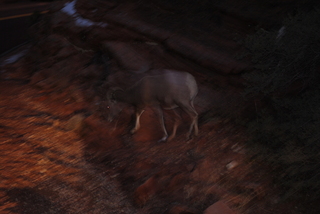 190 7se. Zion National Park - big horned sheep at dusk