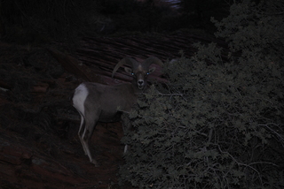 193 7se. Zion National Park - big horned sheep at dusk