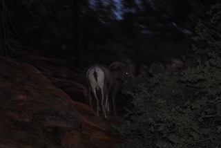 194 7se. Zion National Park - big horned sheep at dusk