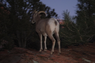 195 7se. Zion National Park - big horned sheep at dusk