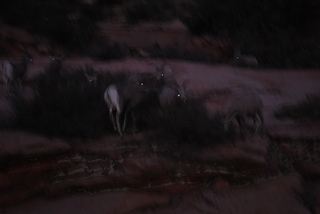 197 7se. Zion National Park - big horned sheep at dusk