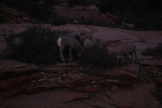 198 7se. Zion National Park - big horned sheep at dusk