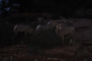 Zion National Park - big horned sheep at dusk (flash)