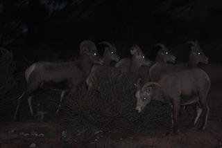 200 7se. Zion National Park - big horned sheep at dusk
