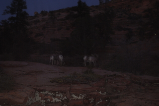 201 7se. Zion National Park - big horned sheep at dusk