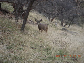 391 7sf. Zion National Park - mule deer