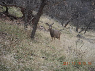 392 7sf. Zion National Park - mule deer