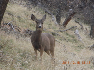 393 7sf. Zion National Park - mule deer