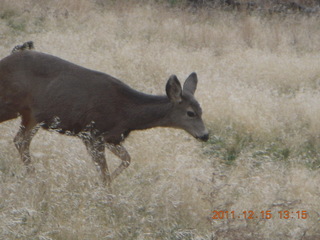 394 7sf. Zion National Park - mule deer