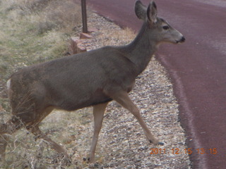 395 7sf. Zion National Park - mule deer
