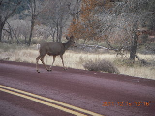 396 7sf. Zion National Park - mule deer