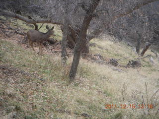 397 7sf. Zion National Park - mule deer