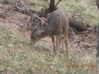 398 7sf. Zion National Park - mule deer