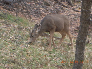 399 7sf. Zion National Park - mule deer