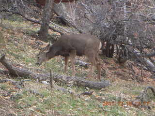 400 7sf. Zion National Park - mule deer