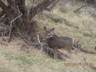 401 7sf. Zion National Park - mule deer