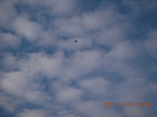 479 7sf. Zion National Park - Angels Landing hike - raven flying