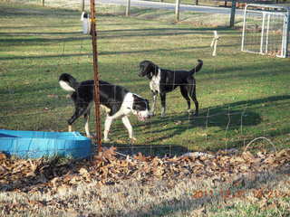 Joe's and Vicki's yard - dogs