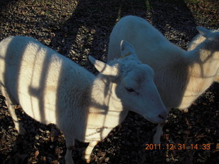 Joe's and Vicki's yard - sheep