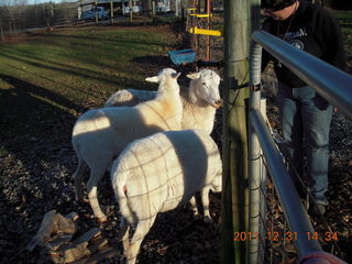 Joe's and Vicki's yard - sheep