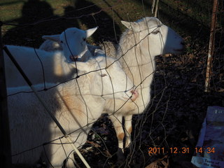 Joe's and Vicki's yard - sheep