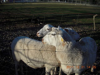 Joe's and Vicki's yard - sheep