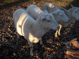 Joe's and Vicki's yard - sheep