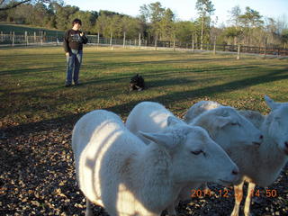 Joe's and Vicki's yard - Vicki, dog, and sheep