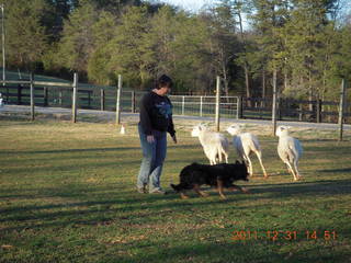 Joe's and Vicki's yard - Vicki, dog, and sheep