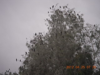 tree with lots of birds (like a Hitchcock movie)