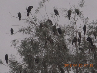 tree with lots of birds (like a Hitchcock movie)