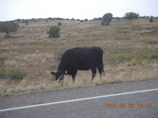 cows at Canyonlands