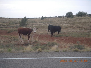 cows at Canyonlands