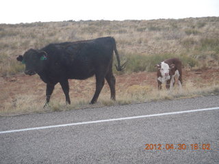 155 7ww. cows at Canyonlands