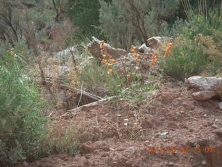 244 7x2. Onion Creek drive - orange flowers