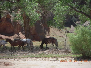 Canyon de Chelly tour