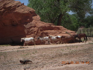 Canyon de Chelly tour - horses