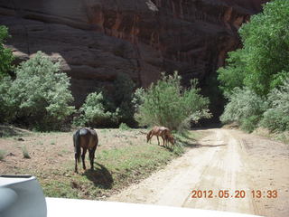 Canyon de Chelly tour - ancient dwellings