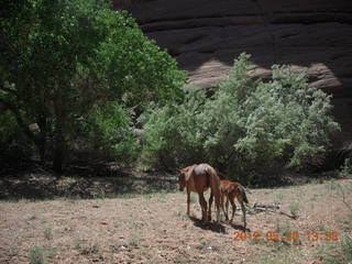 Canyon de Chelly tour - ancient dwellings