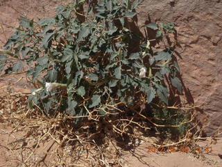 Canyon de Chelly tour