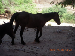 Canyon de Chelly tour - horses