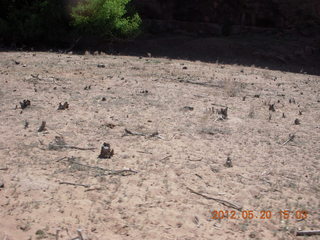 Canyon de Chelly tour - flowers