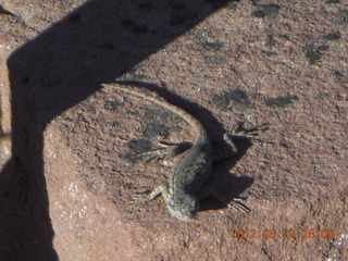 Spider Rock viewpoint - lizard