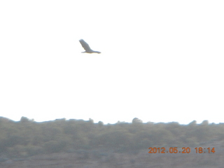 Spider Rock viewpoint - flying raven